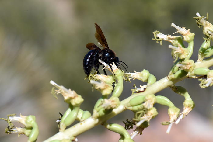 Toumey's Agave blooms from May to July. Flowers range from pale yellow, greenish and red. This species attracts insects including bees, as well as birds and bats. (Carpenter Bee (Xylocopa sp) visits Toumey’s Agave). Agave toumeyana